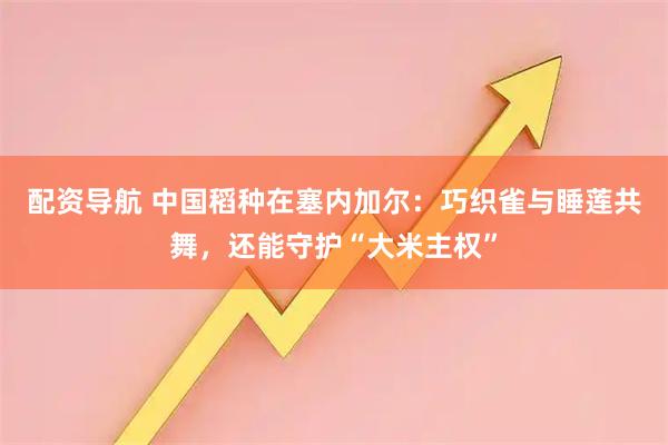 配资导航 中国稻种在塞内加尔：巧织雀与睡莲共舞，还能守护“大米主权”